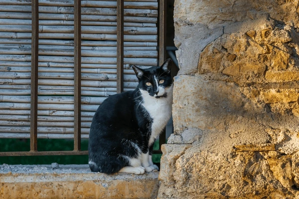A black and white cat sitting on a rustic stone windowsill beside eco-friendly bamboo window blinds, illuminated by warm sunlight in Dubai.