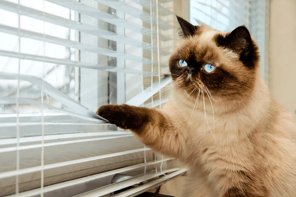 Curious cat peeking through modern white blinds, showcasing the best blinds for cats in 2025 that are sleek, elegant, and pet-proof for cozy homes.
