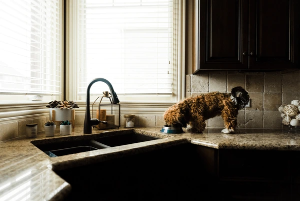 A cozy kitchen in Dubai with elegant white blinds filtering sunlight, while a pet dog enjoys food on the counter—showcasing the best pet-friendly blinds for kitchens in 2025.