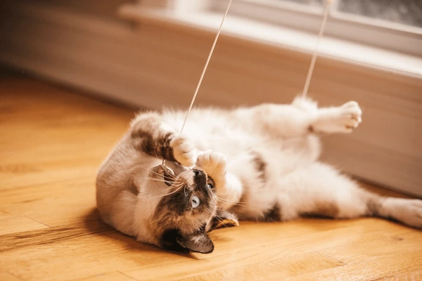 A playful cat batting at the dangling cords of window blinds in a sunlit room.