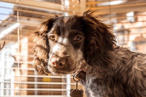 A Cocker Spaniel puppy sitting near wooden blinds, with sunlight casting soft shadows across its face.