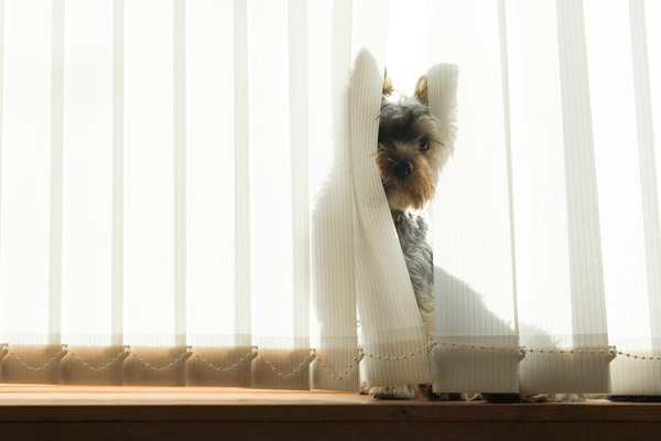 A small dog peeks through vertical blinds in a sunlit room, with light filtering gently through the fabric.