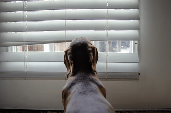 Dachshund looking out of a slightly bent white blind in a minimal, pet-friendly home setting.
