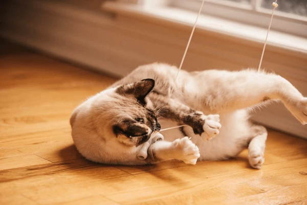 Cute bobtailed cat playing with the safe cord of window blinds in a cozy Dubai home