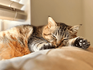 Read more about the article Which Blinds Are Best For Cats in Dubai 2025: Must-Have