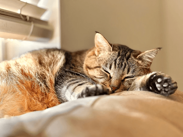 You are currently viewing Which Blinds Are Best For Cats in Dubai 2025: Must-Have