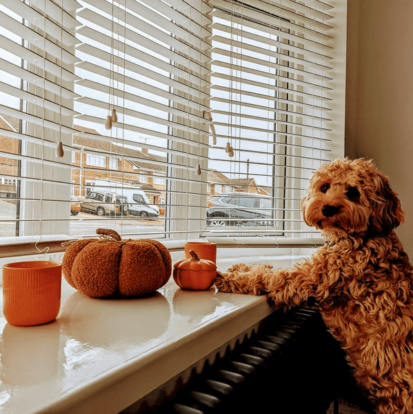 You are currently viewing Which Blinds Are Best For Dogs in Dubai 2025: Top-Rated